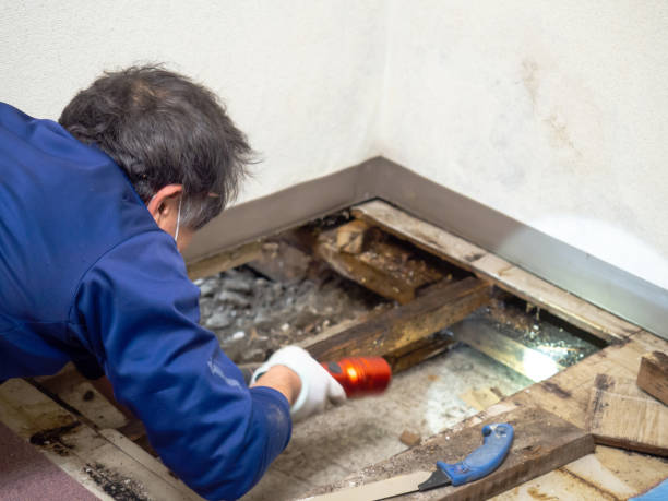 Best Mold Damage Repair  in Deerfield, IL