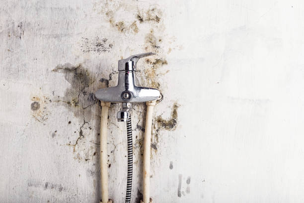 Best Residential Mold Removal  in Deerfield, IL
