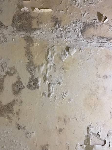 Best Professional Mold Removal  in Deerfield, IL