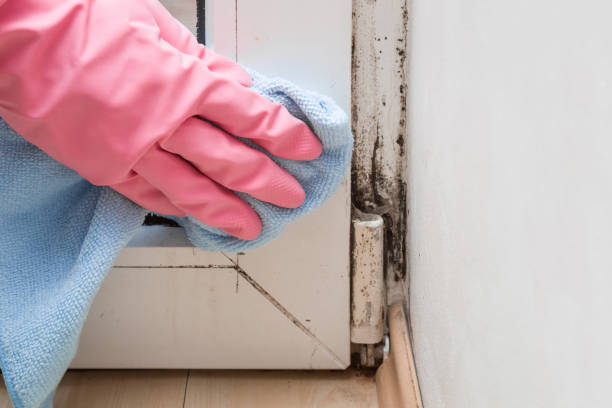 Best Attic Mold Removal  in Deerfield, IL