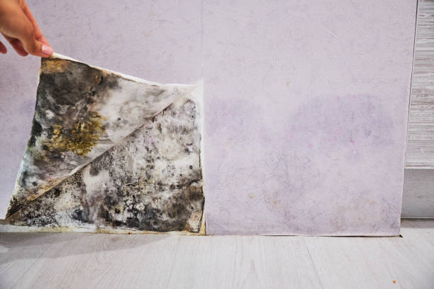 Deerfield, IL Mold Removal Company